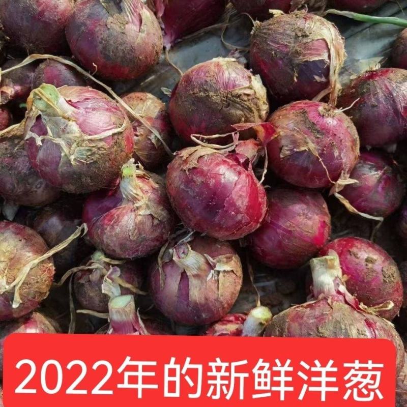 精品洋葱品种规格齐全产地直发专业代收保质保量诚信经营欢迎
