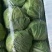 莲花白菜圆包菜甘蓝湖北大量促销甘蓝旺旺思特丹包菜现摘现卖