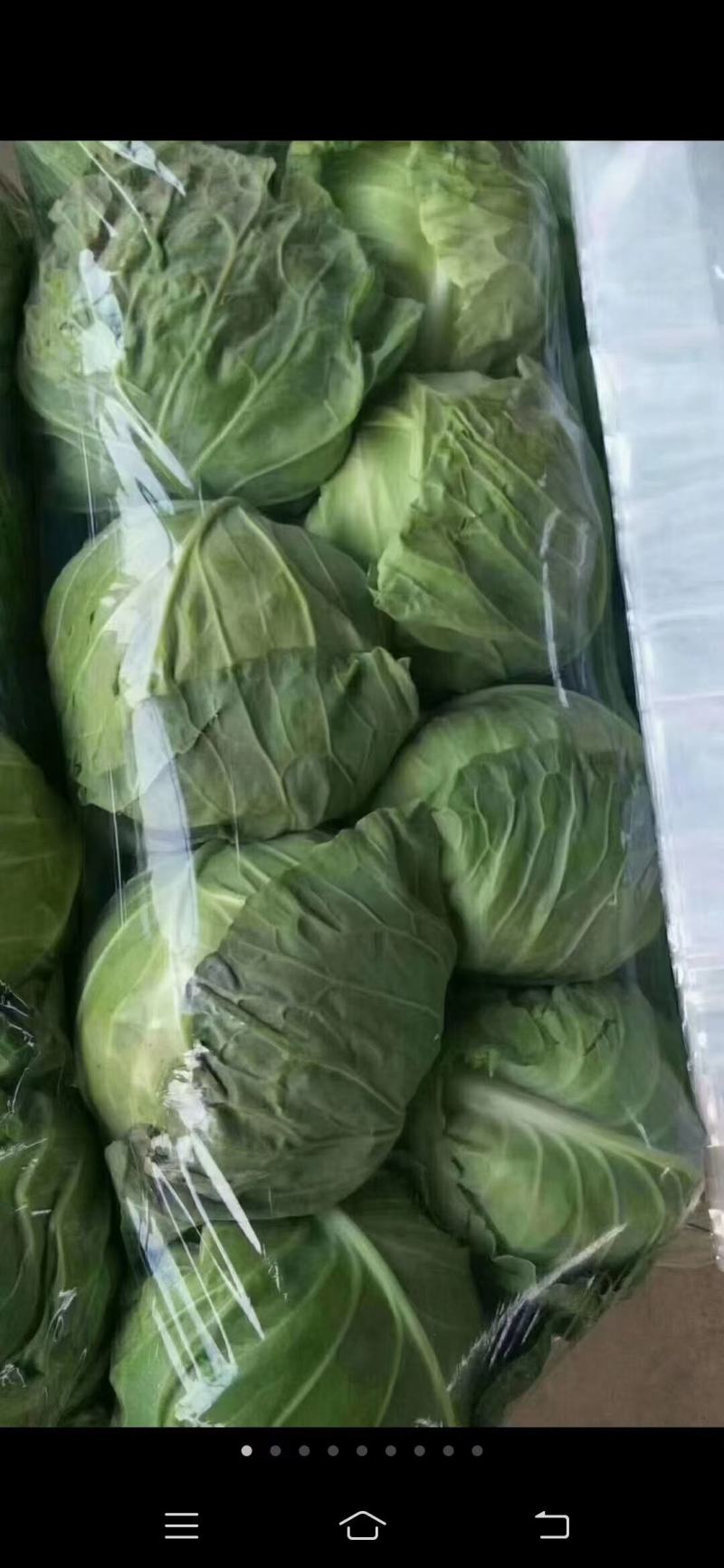 莲花白菜圆包菜甘蓝湖北大量促销甘蓝旺旺思特丹包菜现摘现卖