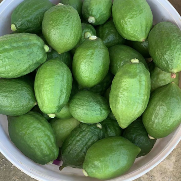 便宜处理🍋