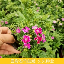 石竹花盆栽五彩石竹带花苞耐寒别墅庭院花卉年宵四季开花易活