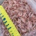 南极磷虾板冻原料养殖饲料