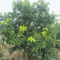地径10-15公分香泡柚子树。自产自销，量大从优。