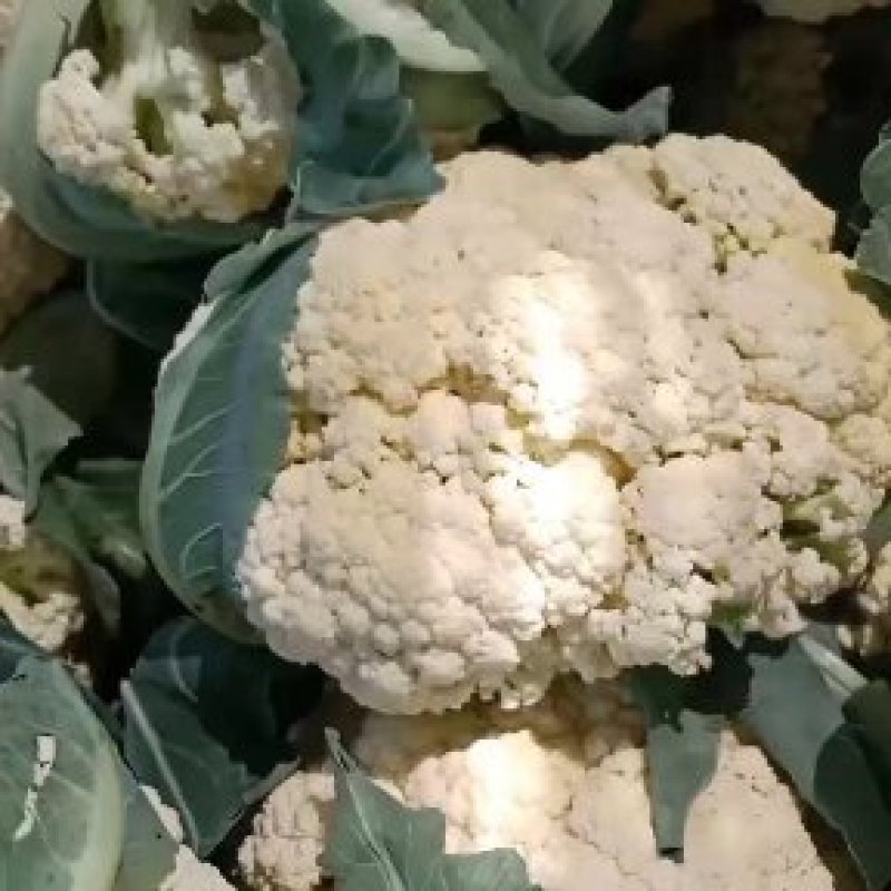 自家种植精品有机花，一次合作，终身朋友。