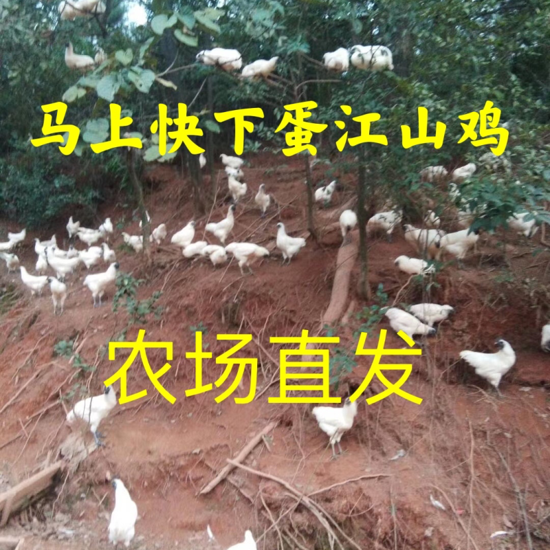 顺丰快递包活到家江山乌骨鸡1-3斤左右公鸡母鸡