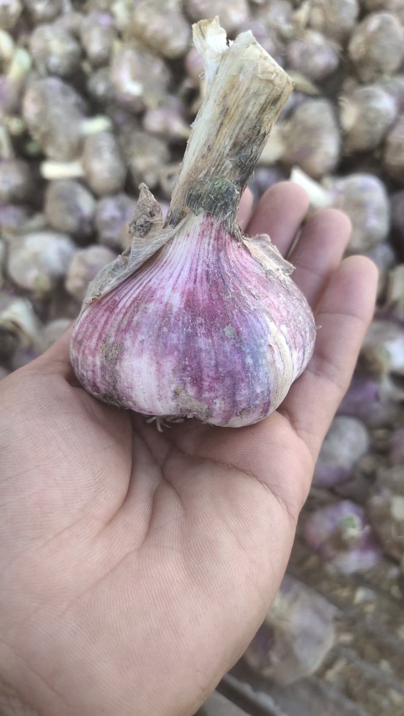 河南紫皮大蒜，个头大质量好，大量上货质量保证