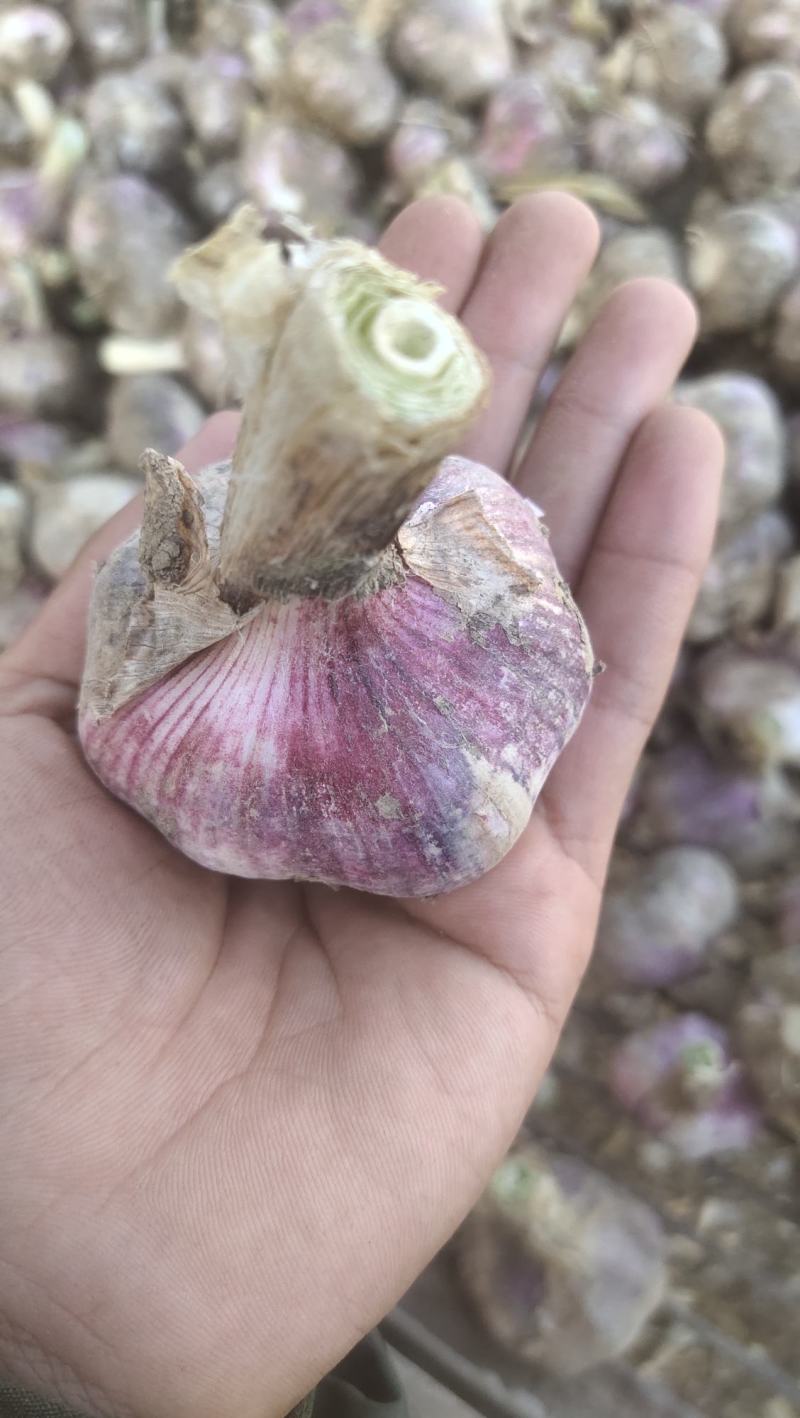 河南紫皮大蒜，个头大质量好，大量上货质量保证
