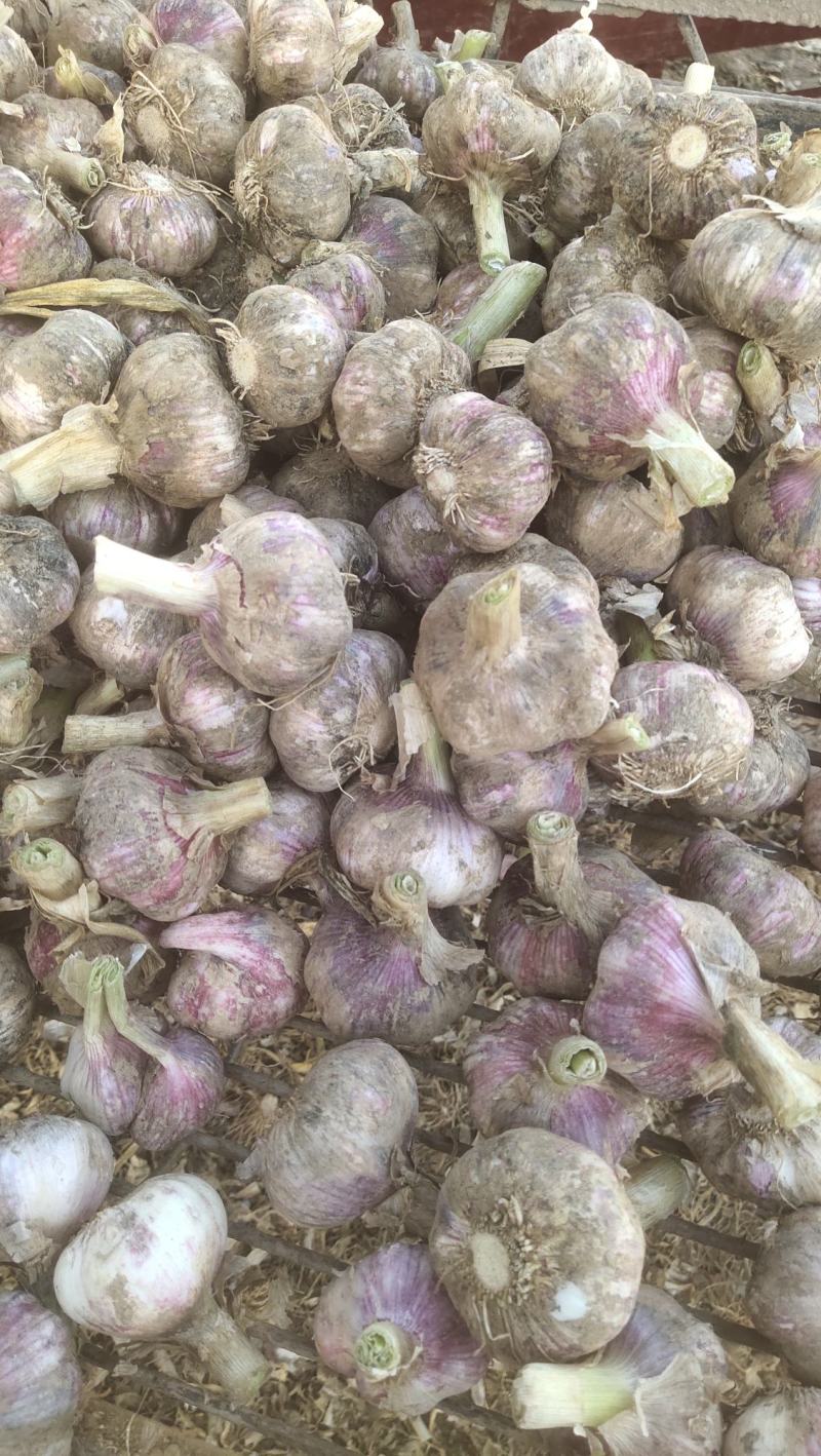 河南紫皮大蒜，个头大质量好，大量上货质量保证