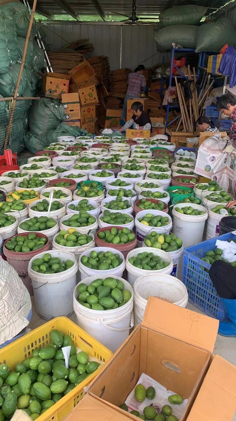 便宜处理🍋