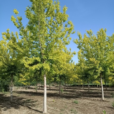 大量供应，8-18公分金叶复叶槭，定植苗，树形好价格实惠