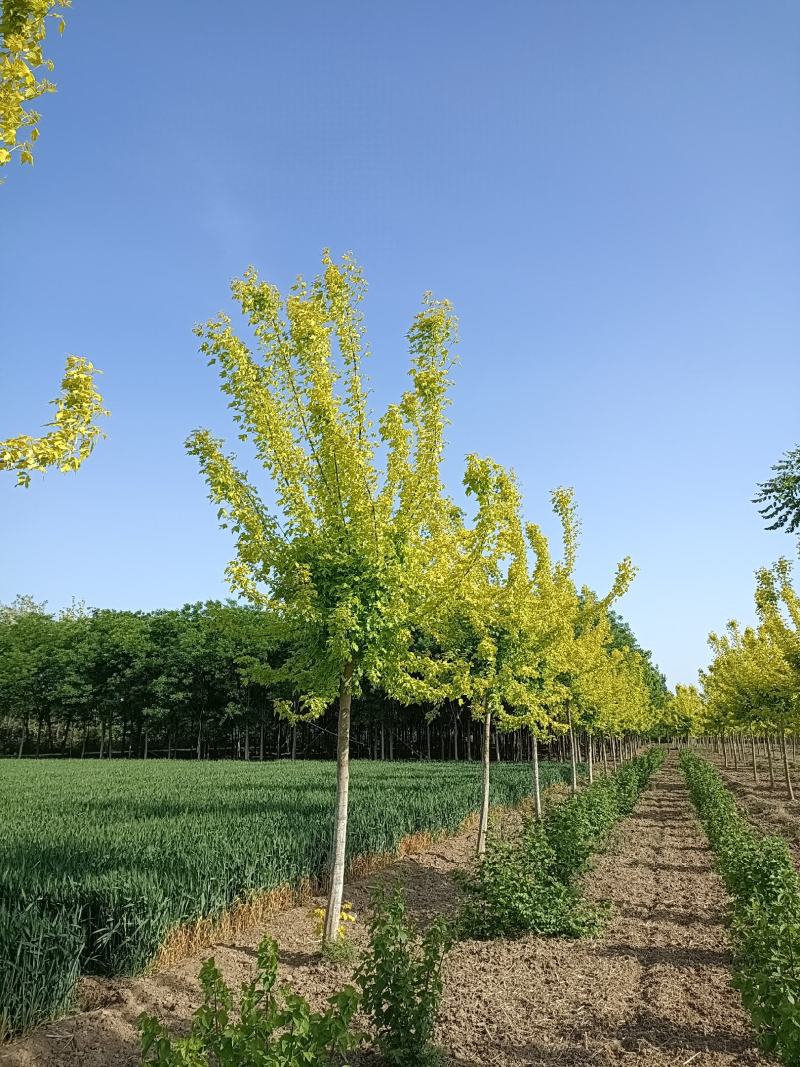 大量供应，8-18公分金叶复叶槭，定植苗，树形好价格实惠