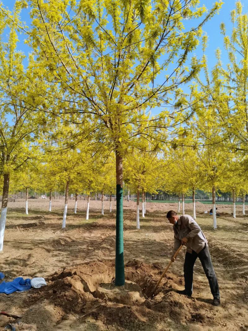 大量供应，8-18公分金叶复叶槭，定植苗，树形好价格实惠