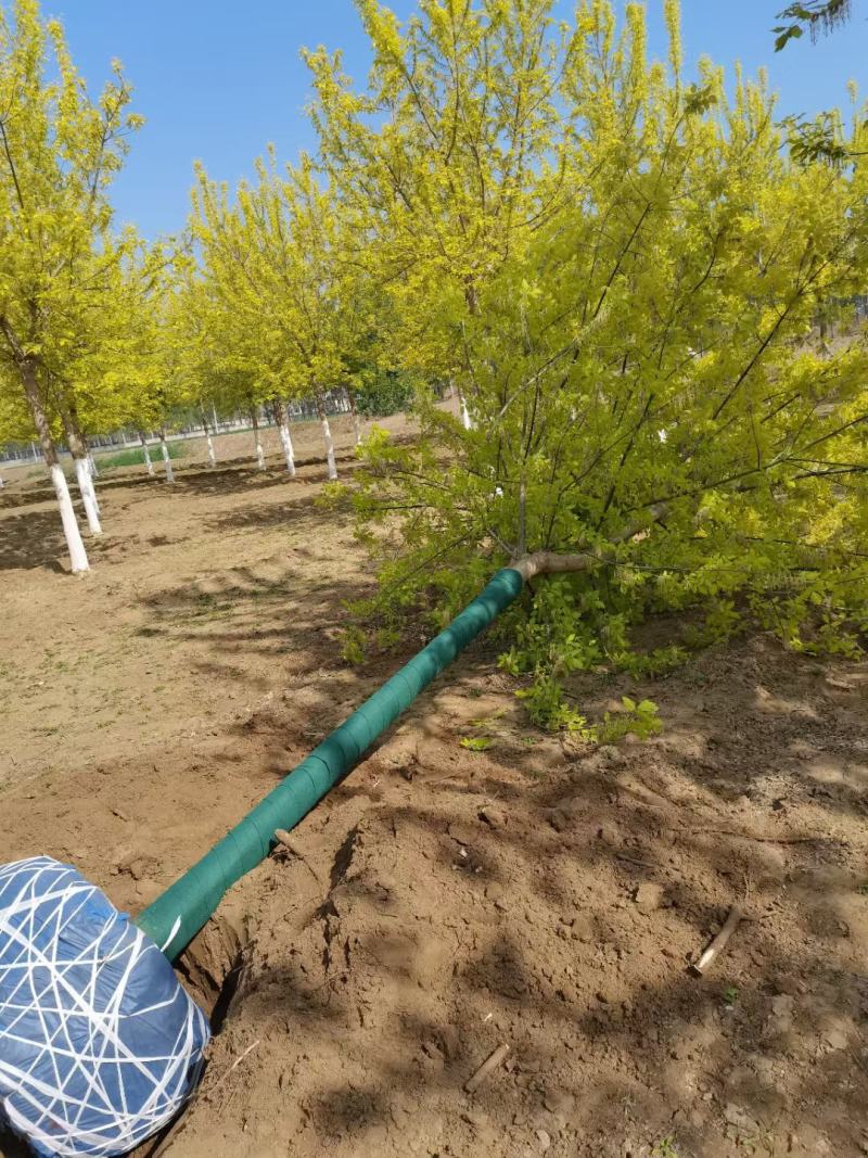 大量供应，8-18公分金叶复叶槭，定植苗，树形好价格实惠