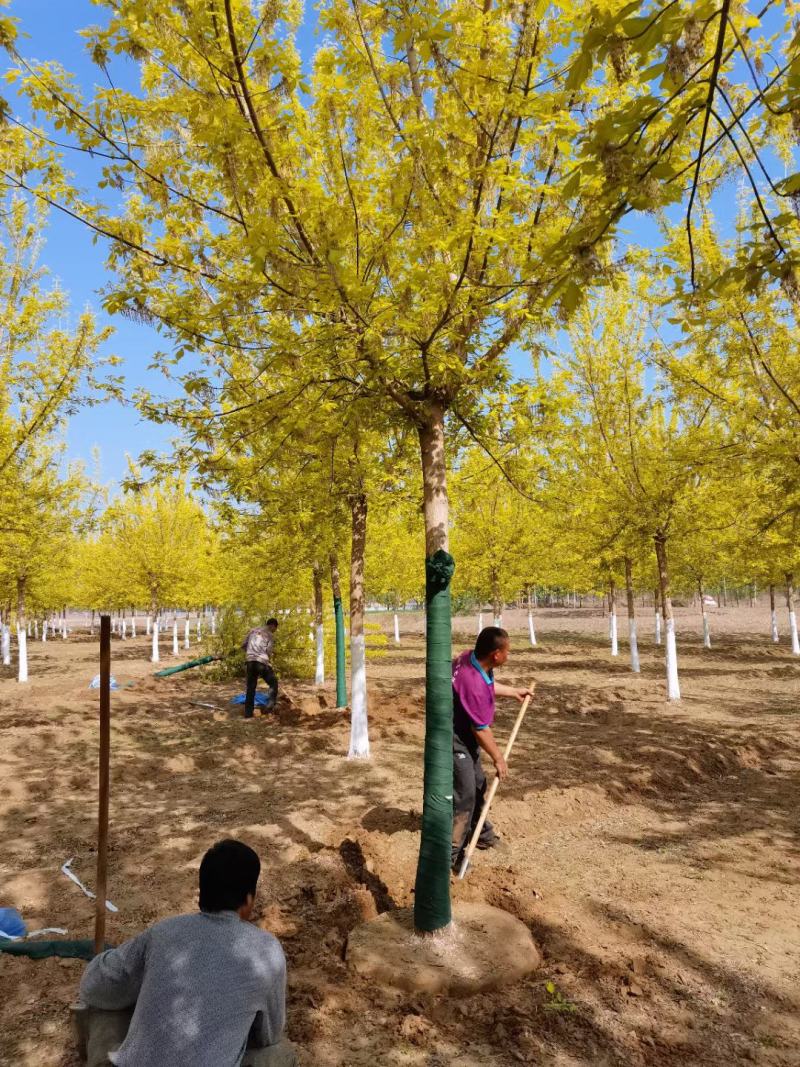 大量供应，8-18公分金叶复叶槭，定植苗，树形好价格实惠