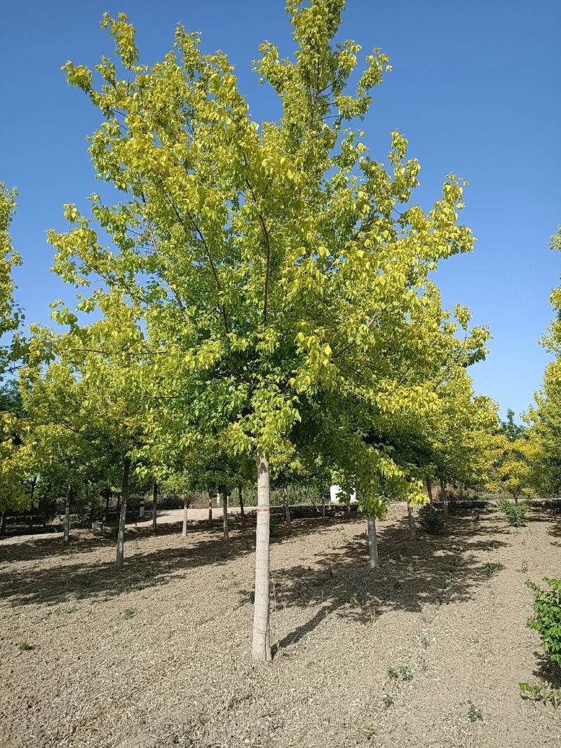 大量供应，8-18公分金叶复叶槭，定植苗，树形好价格实惠