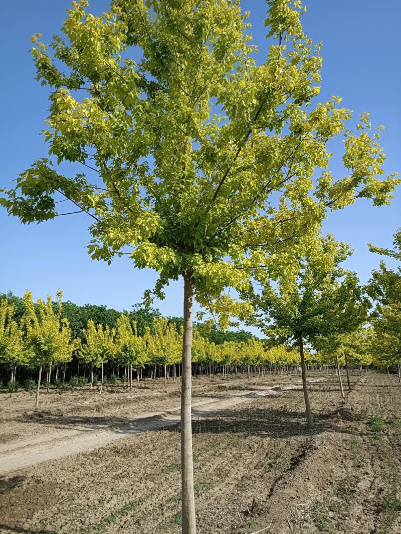 大量供应，8-18公分金叶复叶槭，定植苗，树形好价格实惠