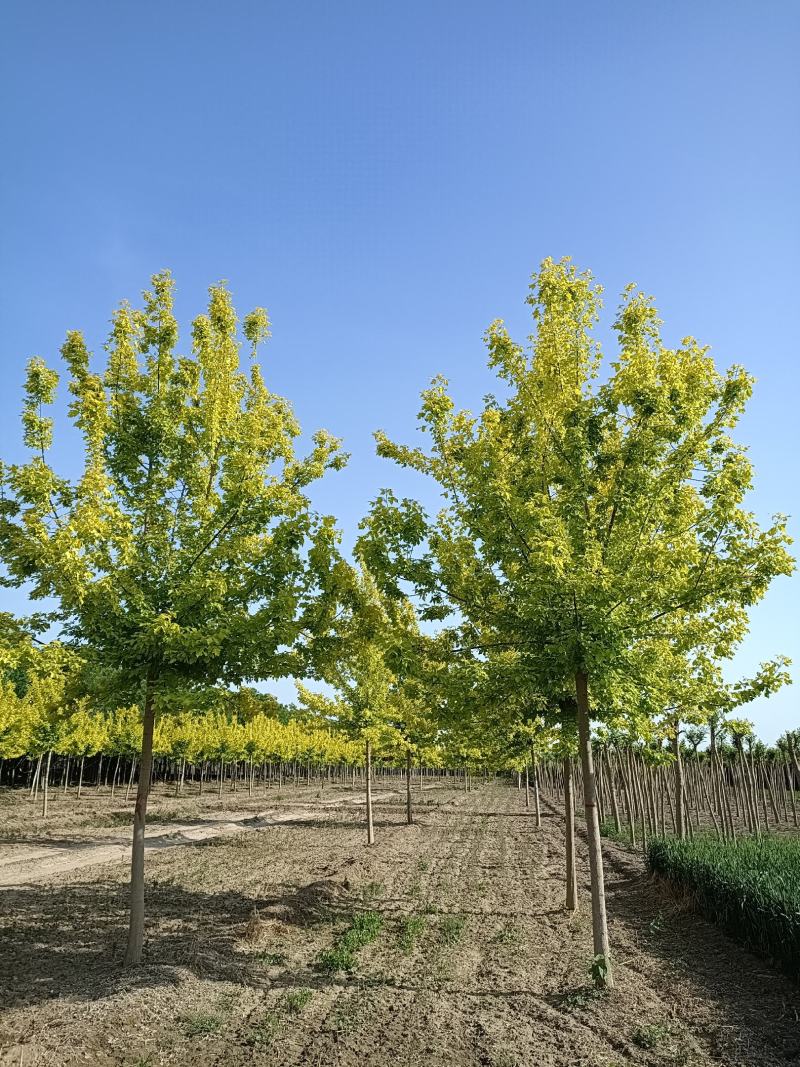大量供应，8-18公分金叶复叶槭，定植苗，树形好价格实惠