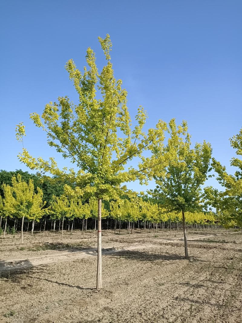大量供应，8-18公分金叶复叶槭，定植苗，树形好价格实惠