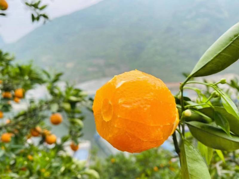 正宗秭归夏橙无籽夏橙伦晚帝王橙果园直销货真价实看园订货