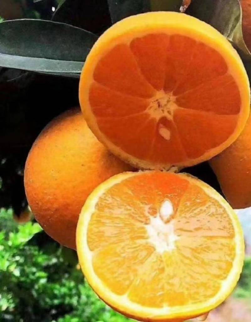 正宗秭归夏橙无籽夏橙伦晚帝王橙果园直销货真价实看园订货
