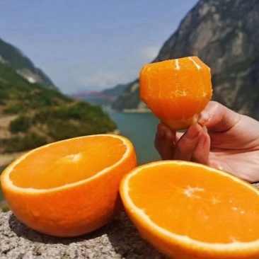 正宗秭归夏橙无籽夏橙伦晚帝王橙果园直销货真价实看园订货