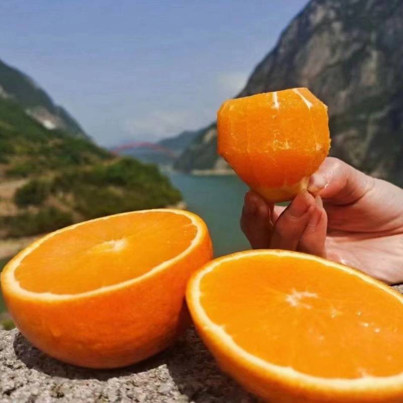 正宗秭归夏橙无籽夏橙伦晚帝王橙果园直销货真价实看园订货