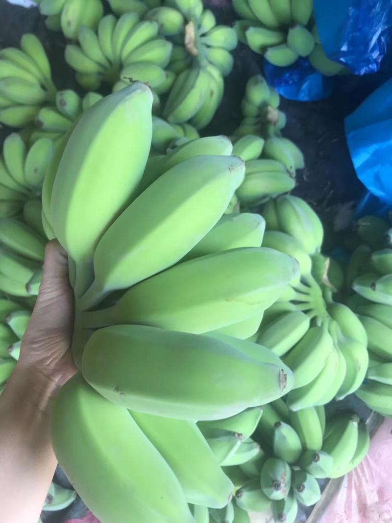 【热卖】广东徐闻香蕉，芭蕉，苹果蕉，一手货源，欢迎采购