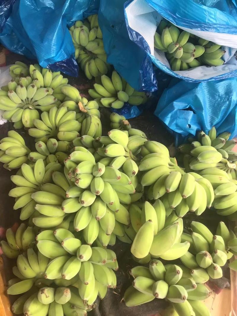 【热卖】广东徐闻香蕉，芭蕉，苹果蕉，一手货源，欢迎采购