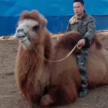 双峰骆驼单峰骆驼小骆驼骑乘成年骆驼怀孕骆驼种公厂家直销