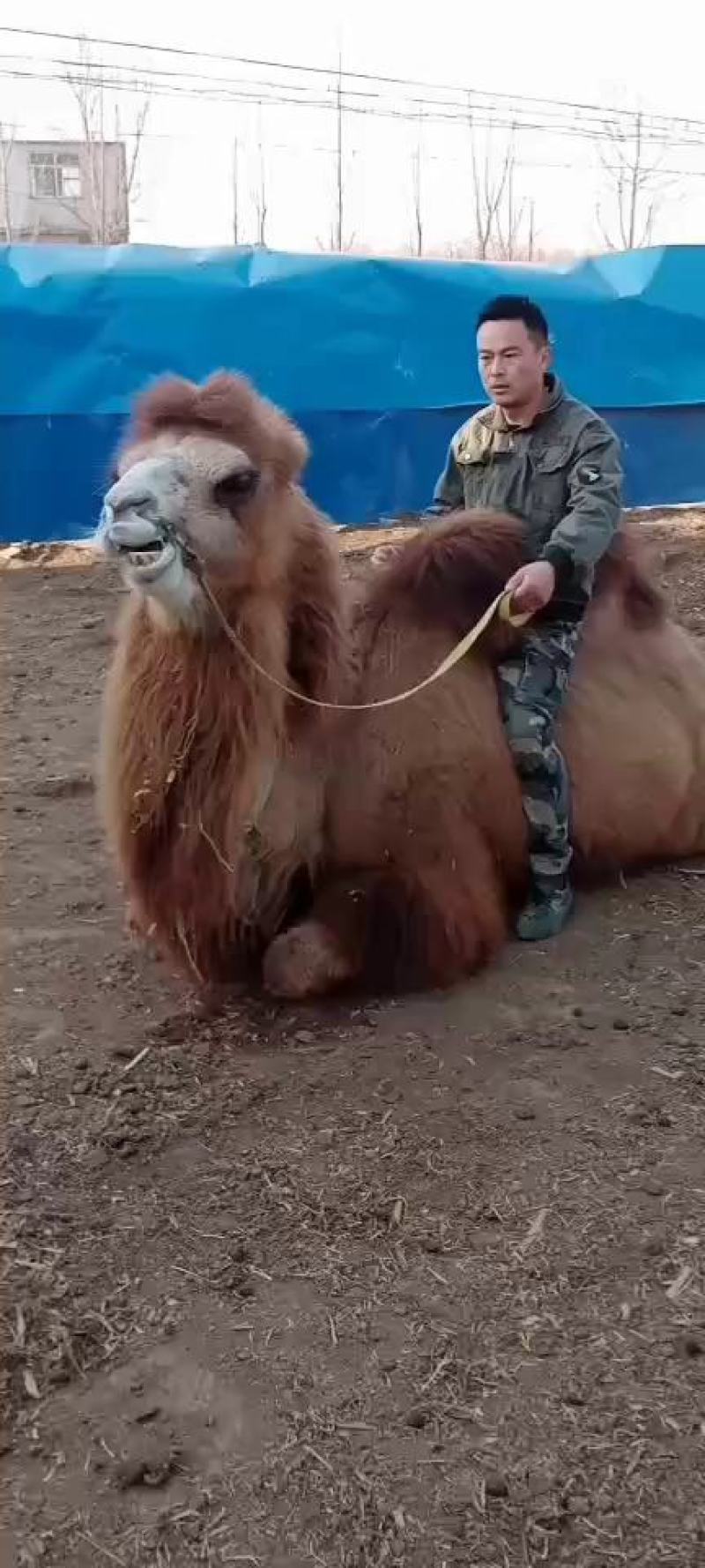 双峰骆驼单峰骆驼小骆驼骑乘成年骆驼怀孕骆驼种公厂家直销