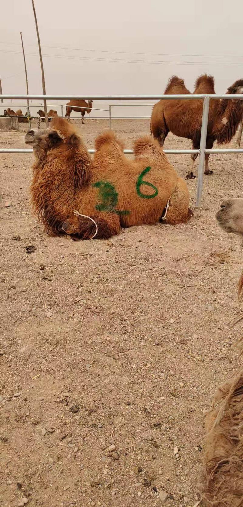 双峰骆驼单峰骆驼小骆驼骑乘成年骆驼怀孕骆驼种公厂家直销