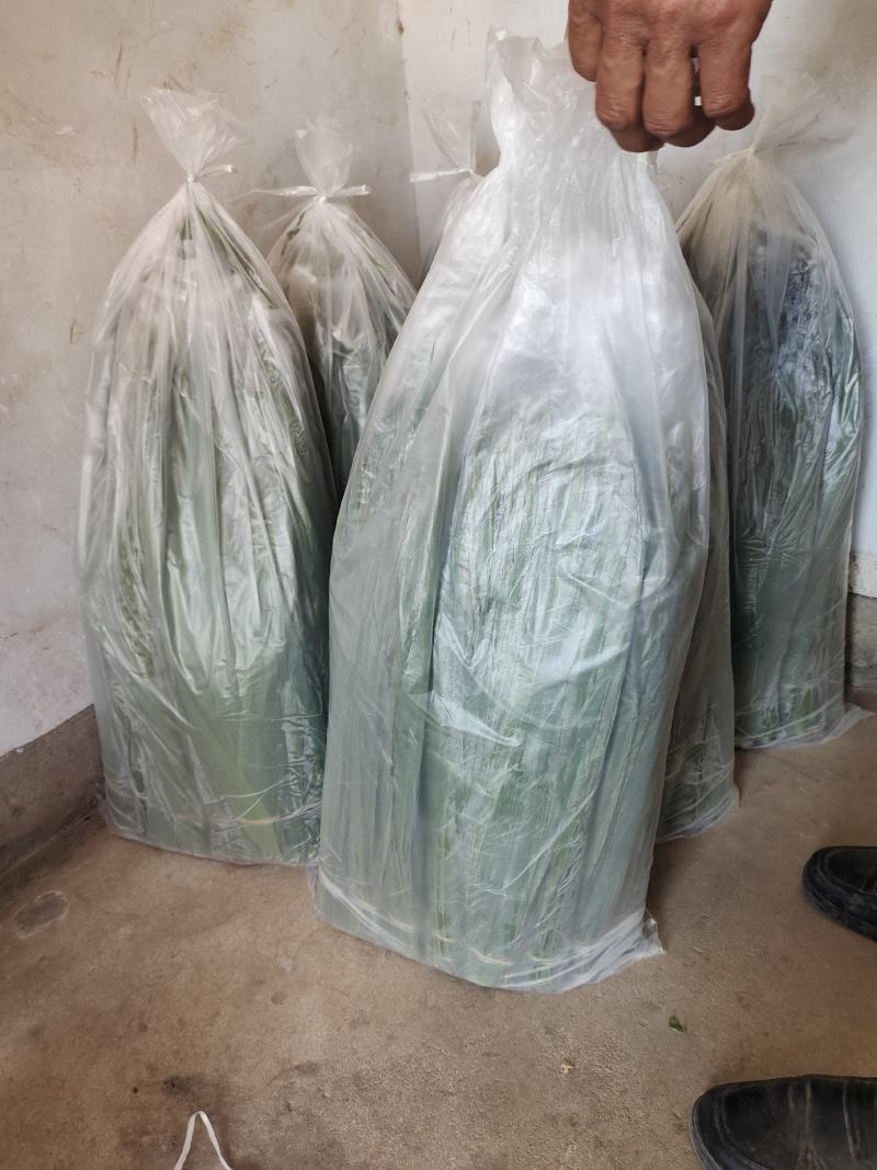 芦苇叶，粽叶，小苇叶，欢迎新老客户定购