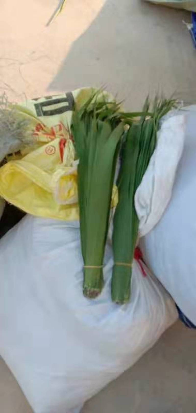 芦苇叶，粽叶，小苇叶，欢迎新老客户定购