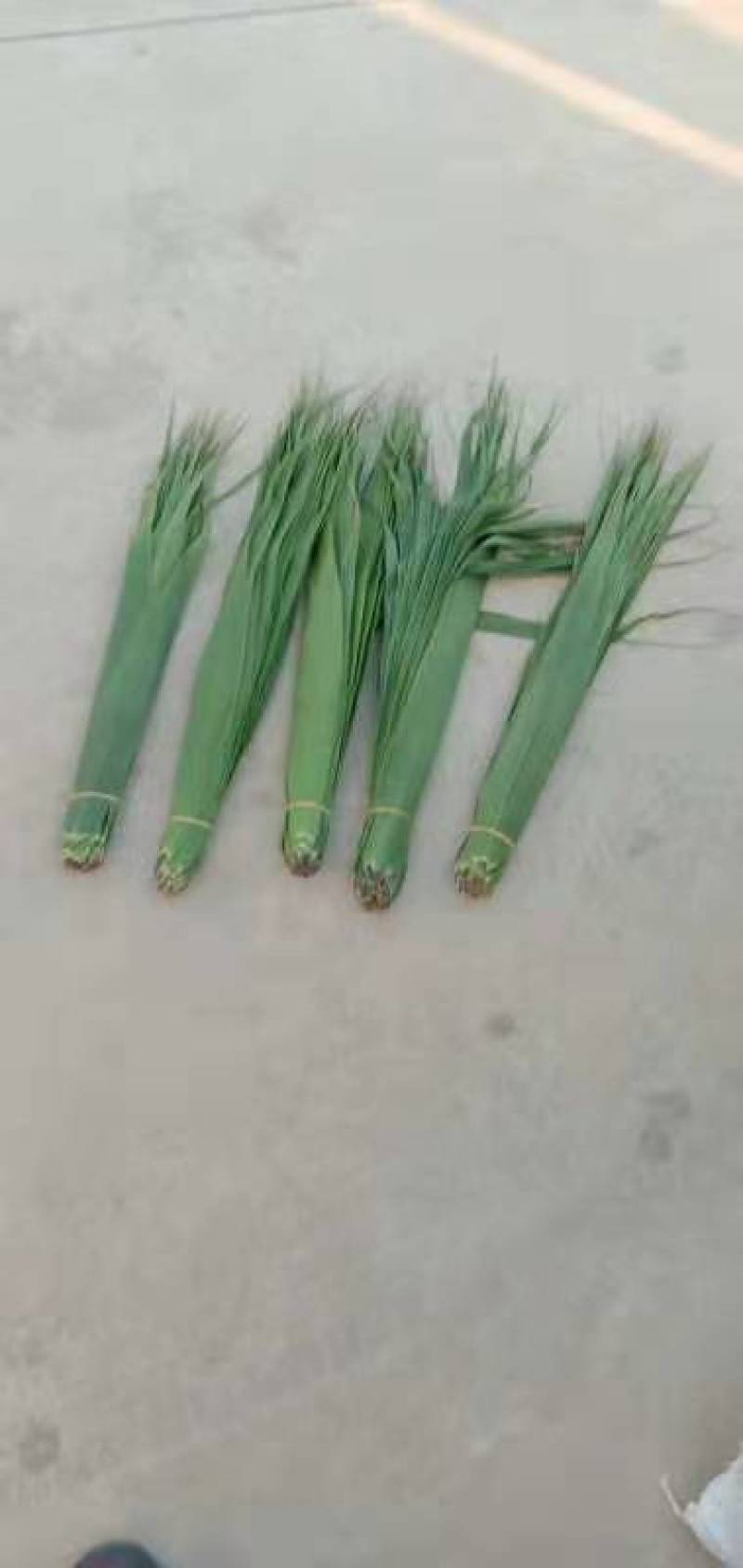 芦苇叶，粽叶，小苇叶，欢迎新老客户定购