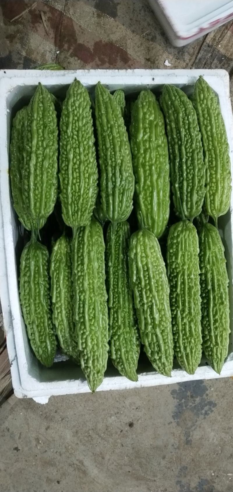 泰国王苦瓜