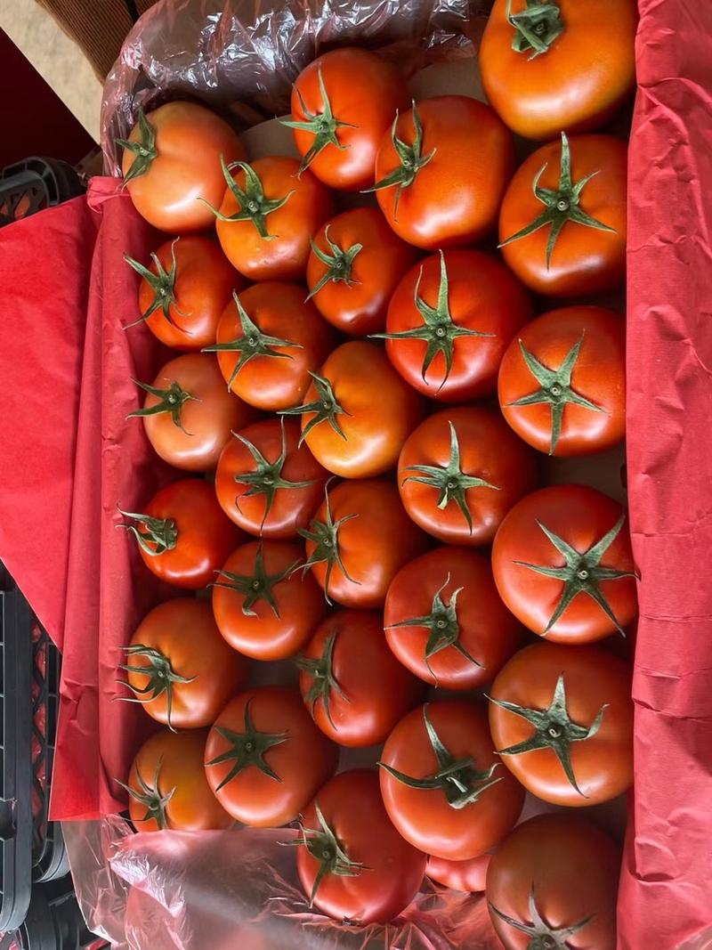 供应苍南龙港精品大红番茄西红柿，供档口电商品质保证