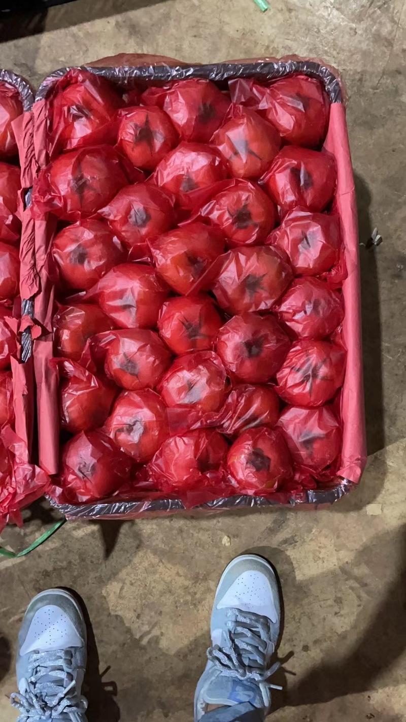 供应苍南龙港精品大红番茄西红柿，供档口电商品质保证