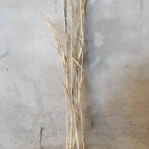 长度75-85公分优质稻草
