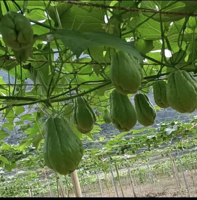 佛手瓜基地一手货源大量优先全国发货，欢迎老板预订