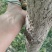 银杏树，白果树，绿化银杏树，漯河银杏树，河南银杏树。