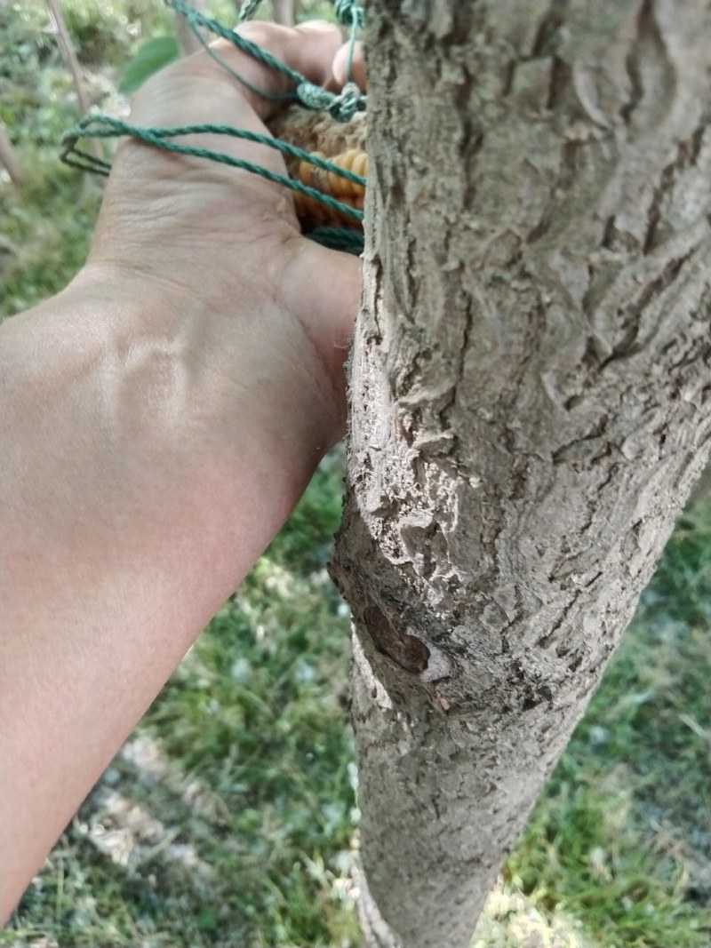 银杏树，白果树，绿化银杏树，漯河银杏树，河南银杏树。