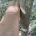 银杏树，白果树，绿化银杏树，漯河银杏树，河南银杏树。
