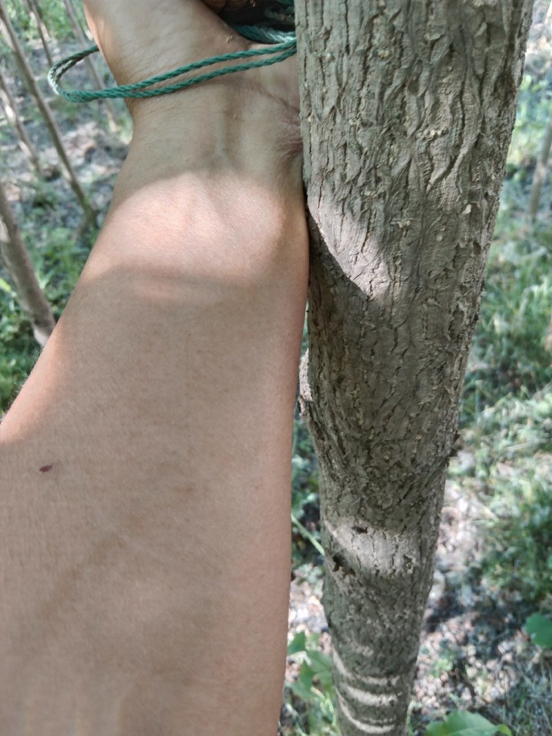 银杏树，白果树，绿化银杏树，漯河银杏树，河南银杏树。