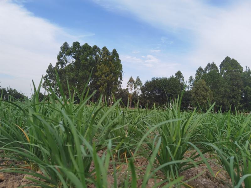四川精品小叶韭菜百亩基地，货源充足，大量上市（以诚为本）