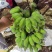 新鲜美味的广西苹果蕉上市啦！#苹果蕉，#美味#广西