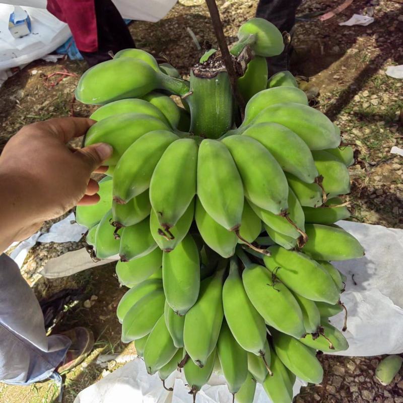 新鲜美味的广西苹果蕉上市啦！#苹果蕉，#美味#广西