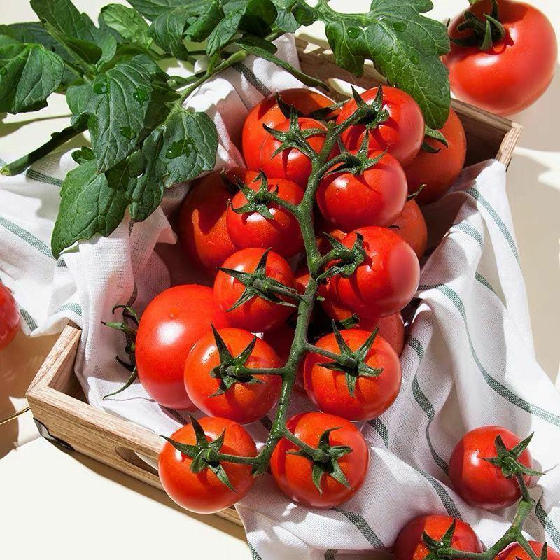 千禧圣女果水果小番茄小西红柿孕妇水果应季生鲜现摘现发整箱
