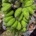 新鲜美味的广西苹果蕉上市啦！#苹果蕉，#美味#广西