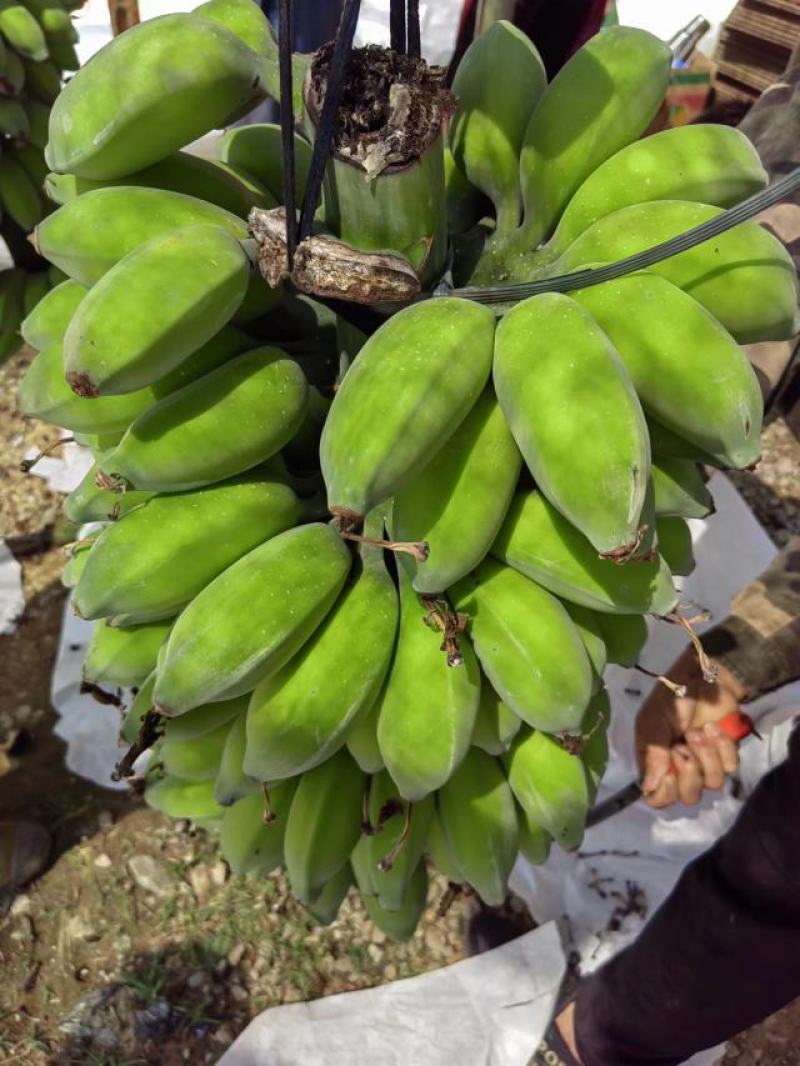 新鲜美味的广西苹果蕉上市啦！#苹果蕉，#美味#广西