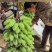 新鲜美味的广西苹果蕉上市啦！#苹果蕉，#美味#广西